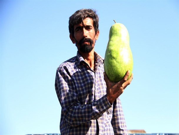 دلالان کمر کشاورزان را شکسته اند/ شب یلدای کشاورزان با کامی تلخ سپری می شود