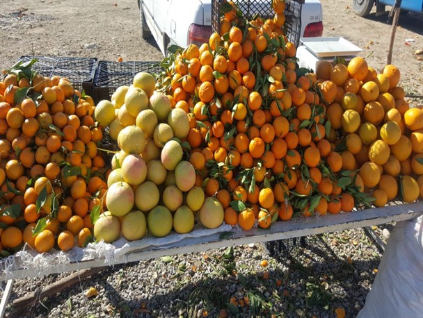 باغداران باشتی غرق در گرداب بی تدبیری دولتمردان/سود برداشت مرکبات در جیب دلالان