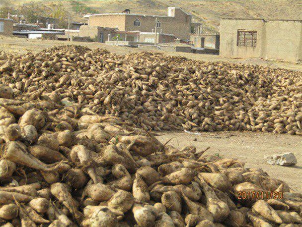 15 هزار تن چغندرقند اسدآباد در انتظار تحویل به کارخانه قند/نگرانی برای تحویل آن نیست