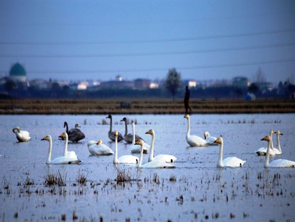 آوازخوانی قوهای فریادکش در تالاب سرخ‌رود