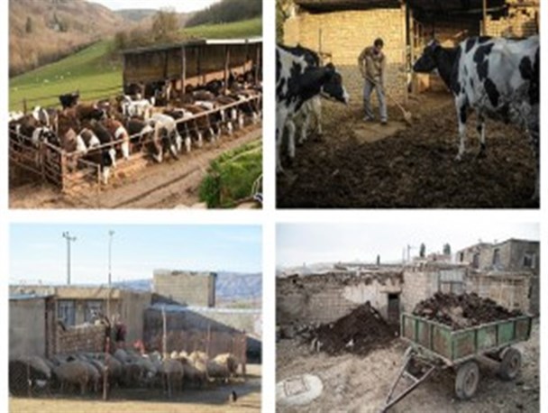 دامپروران شهرستان بن در انتظار صدور مجوز قانونی/ ضرورت احداث مجتمع دامداری صنعتی در شهرستان بن