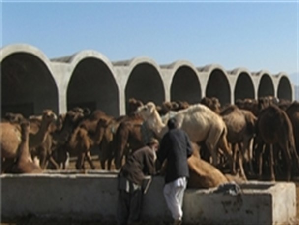 جریمه 900 میلیون ریالی قاچاقچیان شتر در سیستان و بلوچستان