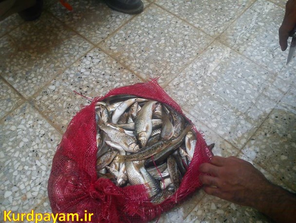 متخلفان صید ماهی در پیرانشهر دستگیر شدند