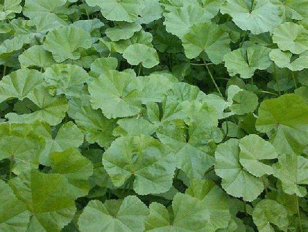 گیاه «توله» مورد علاقه ی فراشبندی ها+خواص