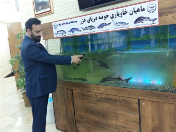 اهمیت ماهیان خاویاری در ارزآوری برای کشور
