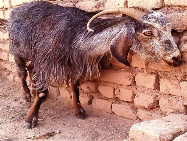 اتلاف ۳۰۰ راس بز به علت بیماری فصلی در بشاگرد