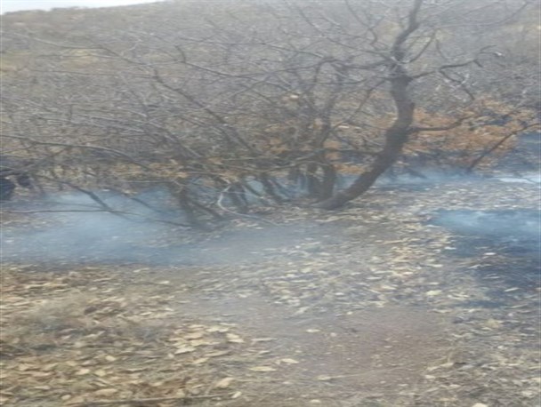 جزئیات مهار آتش سوزی جنگل های حومه شمالی اسلام آبادغرب/ تقدیر دادستان شهرستان از تلاش نیروهای مردمی +تصاویر