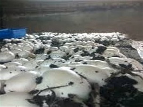 کارگاه کارآفرینی تولید و فرآوری قارچ خوراکی و عصاره های گیاهی در پژوهشکده کشاورزی زابل برگزار شد