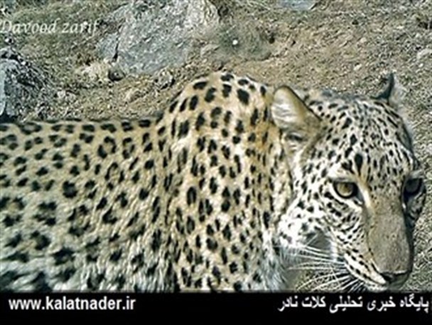 تهدید جدی “هزارمسجد” شهرستان کلات،زادگاه پلنگ های ایرانی