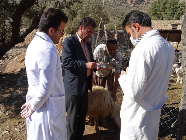 طرح استانی همیار دامپزشکی روستا از شهرستان خاتم کلید خورد