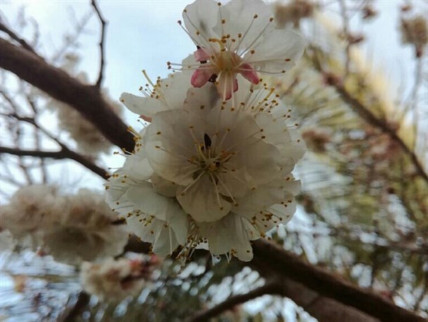 استقبال پیش از موعد بهار در جنوب شرق کشور/ شکوفا شدن شکوفه های زیبای درختان زرد آلو در سراوان+ تصویر