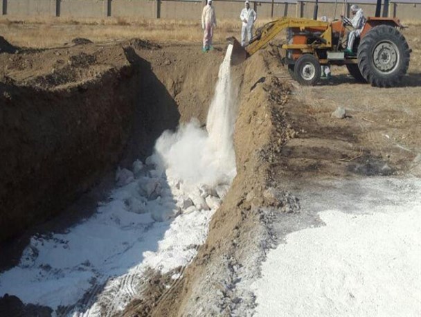 آنفلوآنزای مرغی به روستای لارک رسید/معدوم سازی بیش از 5000 قطعه مرغ در شهرستان بن