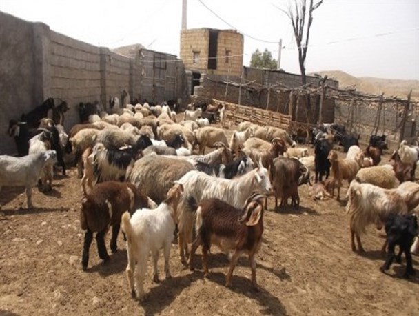 اشتغال 4نفر با در طرح پرورش دام سبک/ دستگاه های دولتی با کارآفرینان همکاری کنند