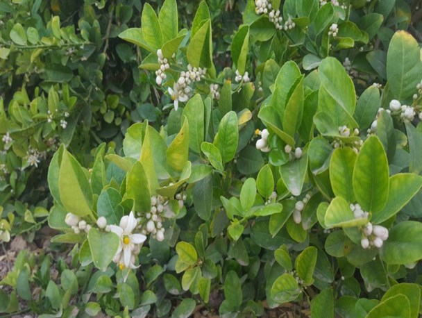 جلوه‌گری شکوفه‌های لیموترش در روستای فدویه شهرستان خنج