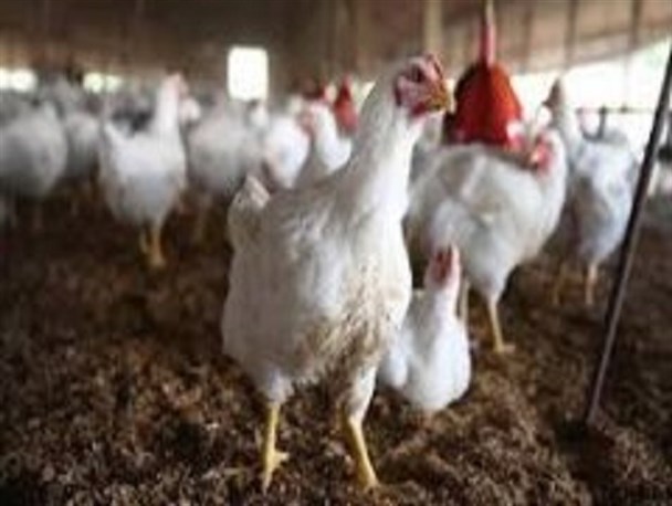 پرداخت خسارت به مرغداری های متضرر در آنفلوآنزای پرندگان