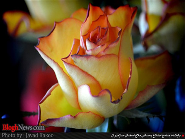 پیشکش به تمام مادران سرزمینم / تصاویر