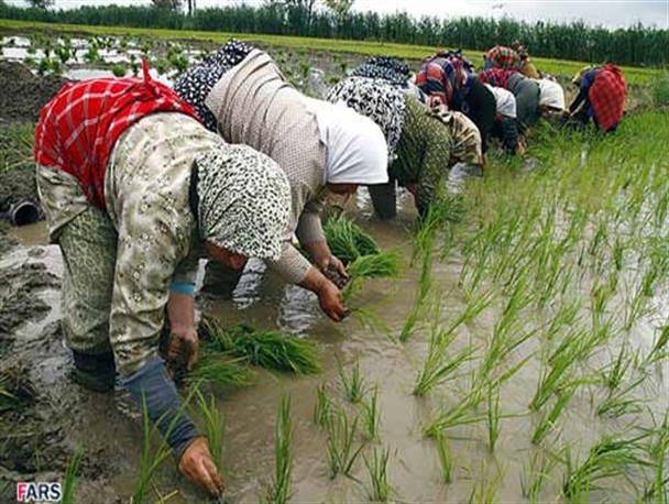 نخستین نشاء برنج در شالیزارهای سیاهکل