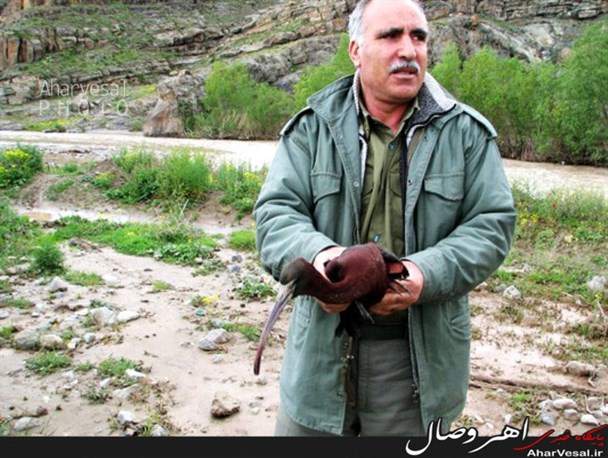تعداد ۵ قطعه پرنده کمیاب در اهر رهاسازی شد