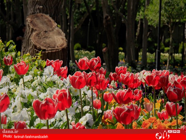 گزارش تصویری/جشنواره لاله ها در پارک شهید چمران کرج