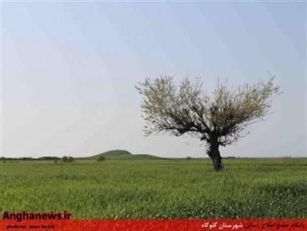 مزارع گندم گلوگاه+تصاویر