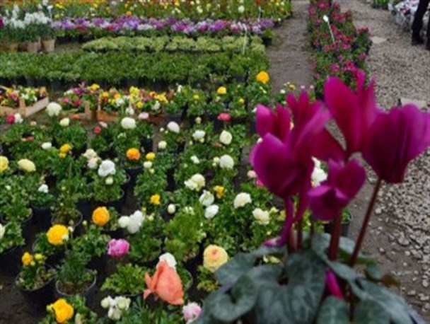 نمایشگاه دائمی گل و گیاه در نوشهر/ گزارش تصویری