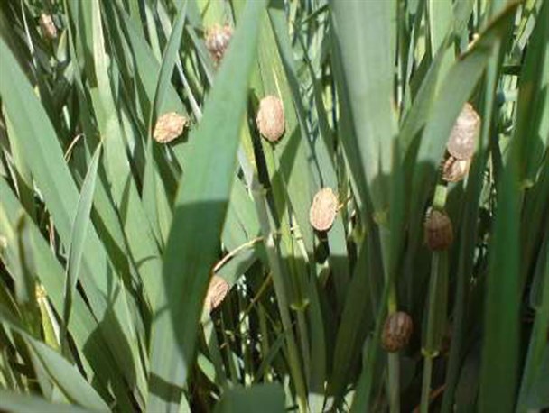 ریزش سن غلات در کبودراهنگ