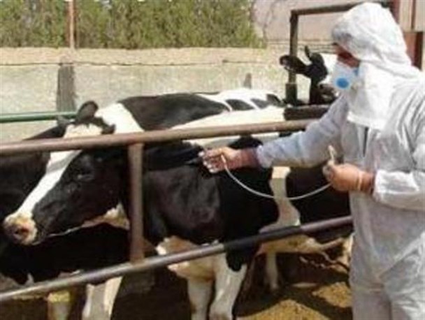 واکسیناسیون ۸۵هزار دام علیه بیماری تب‌برفکی در خنداب /این بیماری در خنداب تحت کنترل است