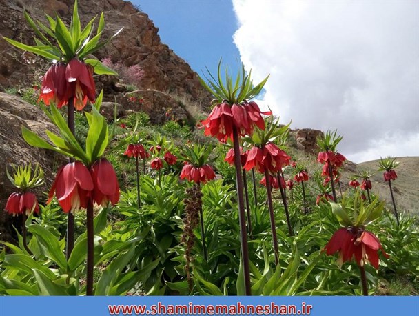 رویش گل های کم یاب جهان در ماهنشان/ پیشنهاد سفر برای دیدن کمیابترین گلهای جهان+تصاویر