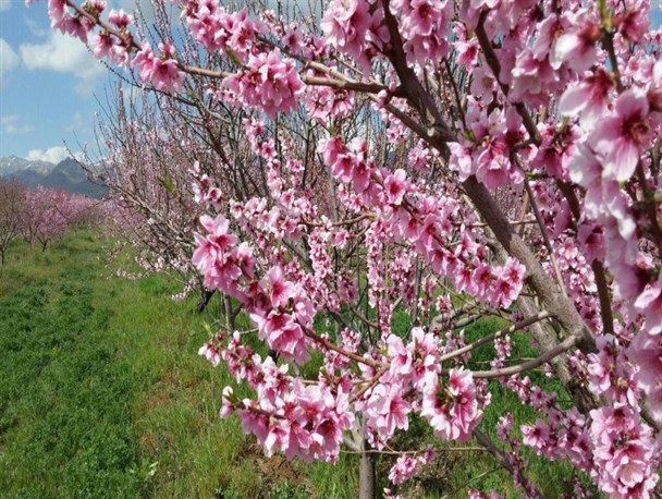 شکوفه های بهاری در ابهر + عکس