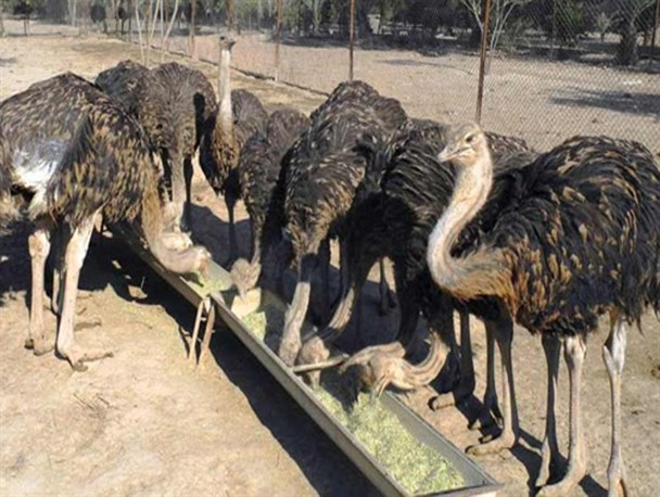 موفقیت اقتصاد مقاومتی در مناطق محروم/شتر مرغ پرنده ای با ارزش اقتصادی بالا