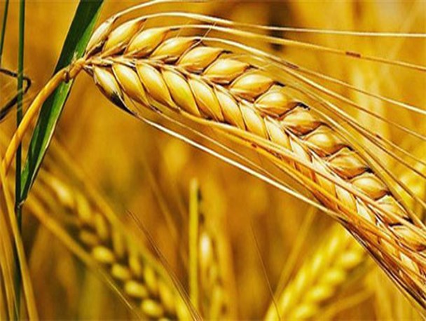 وزارت جهاد کشاورزی به طور جد از بنیاد توانمندسازی گندم حمایت می کند