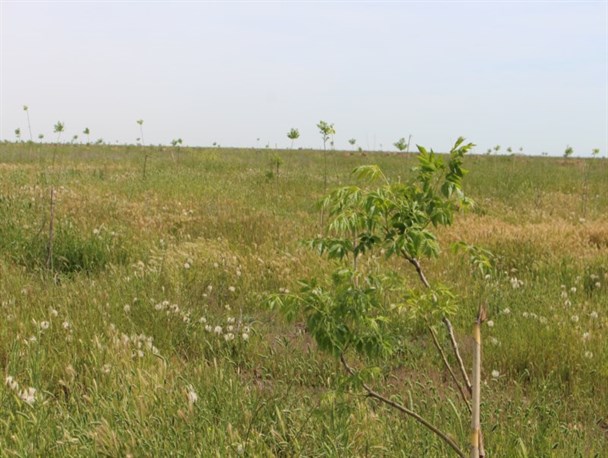 واکاری بیش از 5000 اصله نهال در بوستان چهار هزار شهید آق قلا