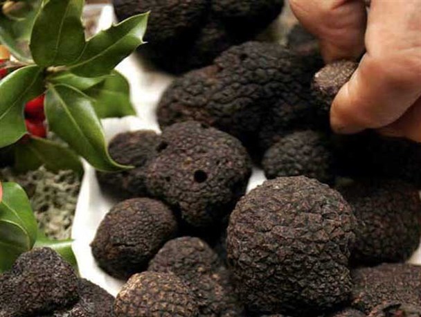 پیش بینی صادرات 16 تن قارچ ترافل از گالیکش