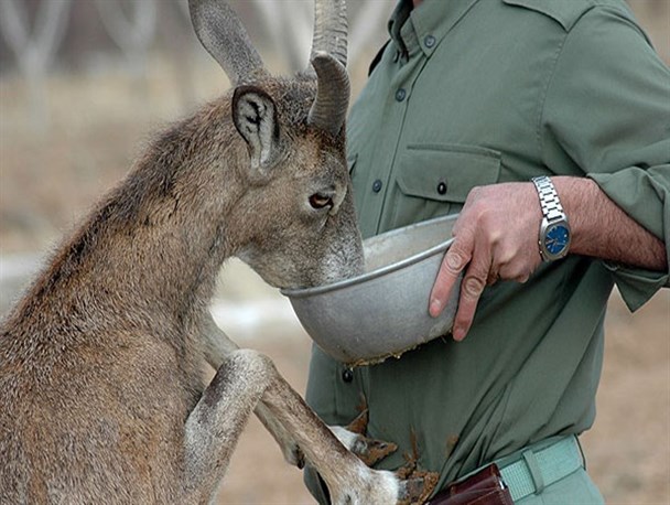 حکم قصاص محیط بان کرمانشاهی متوقف شد/ تلاش برای جلب رضایت از خانواده مقتول