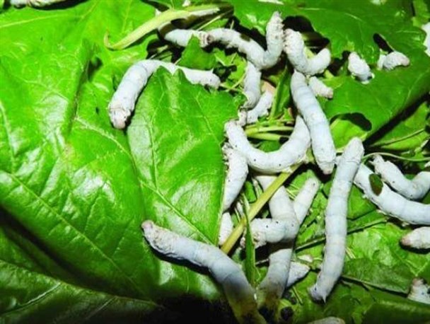 توزیع تخم نوغان در استان زنجان بعد از نیمه اردیبهشت ماه آغاز می‌شود