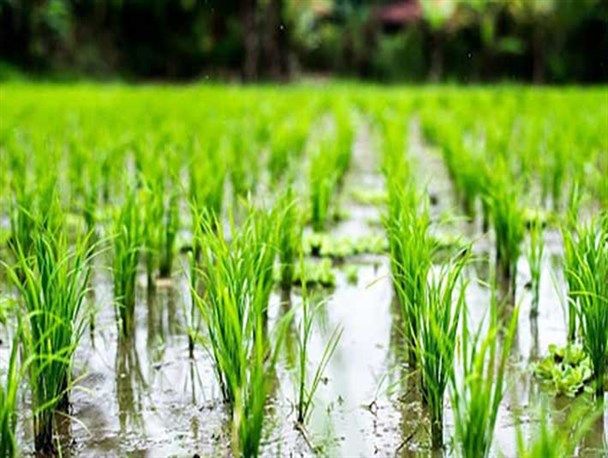 آغاز روزهای رنج و گنج شالی‌کاران گلستان