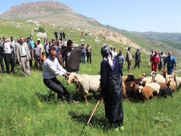 مراسم قرق‌شکنی در سوادکوه+تصاویر