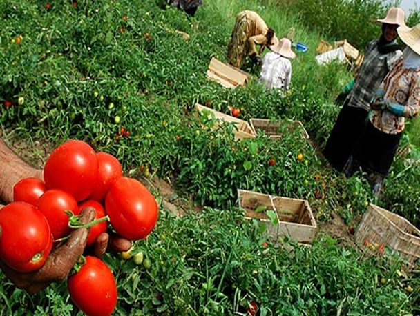 تولید ۲.۲ درصد محصولات کشاورزی کشور در البرز/صادرات ۱۵۱ میلیون دلاری البرز به کشورهای خارجی