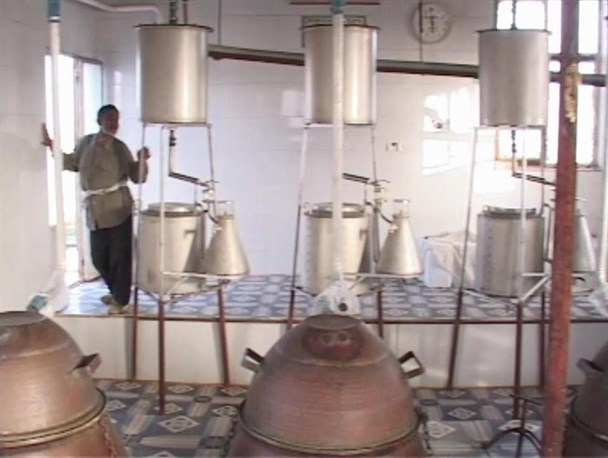 برداشت گل محمدی و گلاب گیری در اردستان پایان یافت