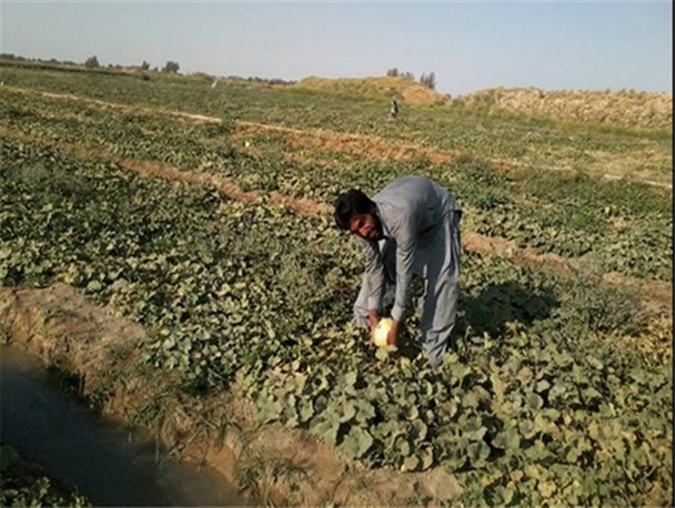 آغاز برداشت زود هنگام خربزه در شمال استان سیستان و بلوچستان