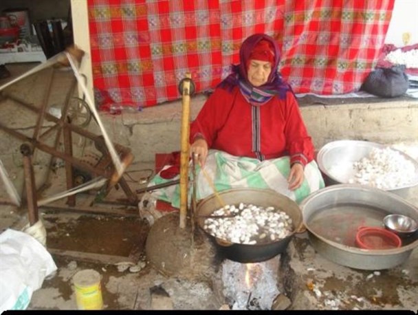 آغاز برداشت پیله کرم ابریشم درشهرستان رامیان️+ تصاویر