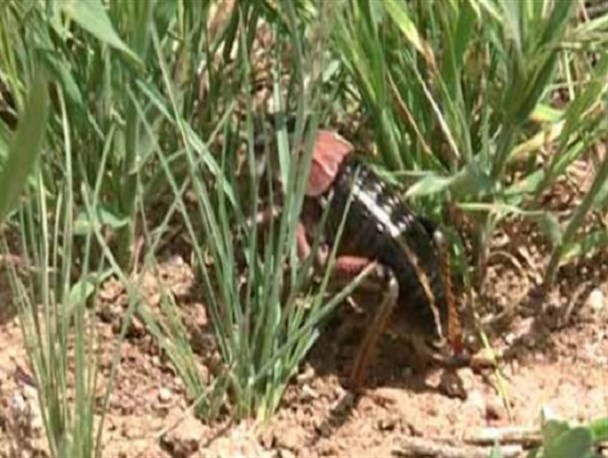 پیش‌بینی مبارزه با "ملخ شکم بادمجانی" در سطح ۲ هزار هکتار از اراضی کرمانشاه