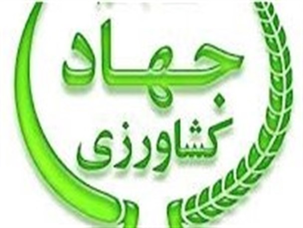 توزیع قوچ های اصلاح شده گوسفند قره گل در بین دامداران سرخسی