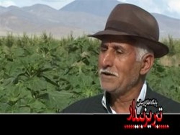 با افزایش تولید کمر تحریم ها را خواهیم شکست/ گاوهای گوشتی به هنگام ذبح 400، 500 کیلوگرم گوشت دارند