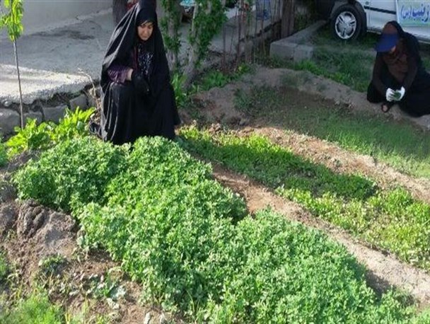اردوی جهادی یکروزه بانوان ارومیه ای با وجین محصولات کشاورزی