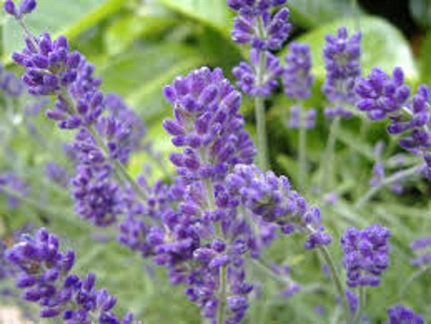 گیاه رزماری، نوشدارویی برای طبیعت سیستان