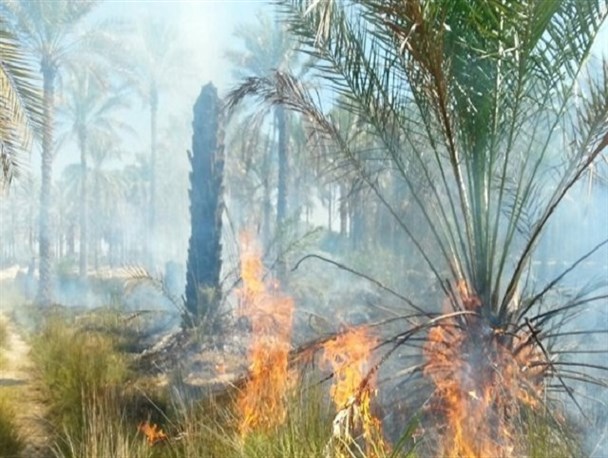 نخیلات روستای جلالی حاجی آباد طعمه حریق شدند