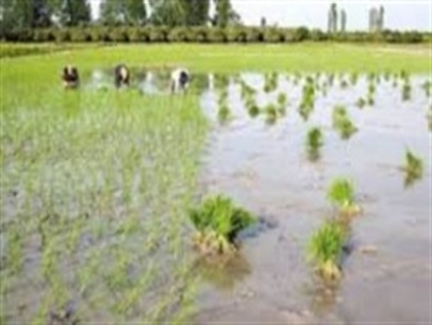 کشت دوم برنج در شالیزار های آمل