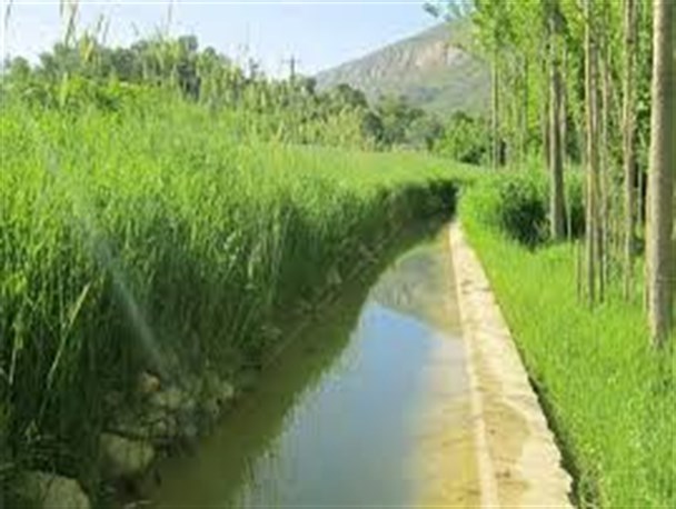 مشکل کم‌آبی کمر کشاورزان را شکست/ کاهش قیمت در زمان برداشت/محصول را در زمان برداشت خریداری نمی‌کنند