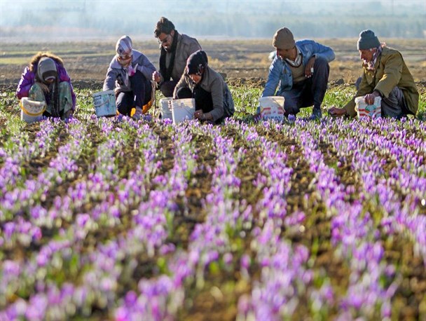 تشکیل انجمن زعفران کاران ملایر